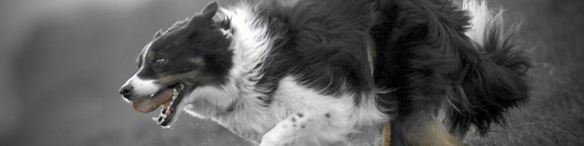 Formation Chiens de Troupeaux